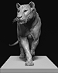 Big Feline Study, Antonio Esparza : Lion anatomy study doing for the #sculptityourself by RafGrassetti 

20h