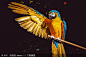 Ara, Parrot, Yellow Macaw, Bird, Animal