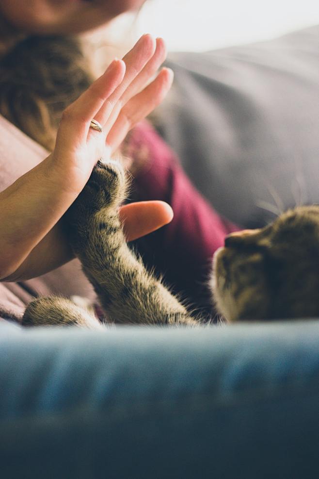 tabby cat touching p...