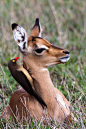 Oxpecker with Impala Lamb