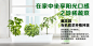 有机蔬菜水培种植神器LED技术智能光控无土栽培小太阳植物灯-淘宝网