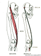 肌肉起止点图示及说明（03）：下肢肌群