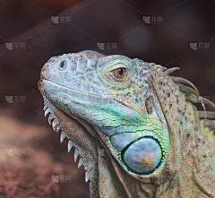 肖像,绿鬣蜥,鹭管鱼,视角,食草动物,野生动物,脊椎动物,蜥蜴,动物,人的眼睛