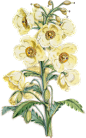 HTC_Heritage Library_Yellow FlowersElement 1