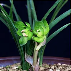 66a30001fad9696f35b2 (1)
春兰皇后：绿云 天然矮种 浓香兰花