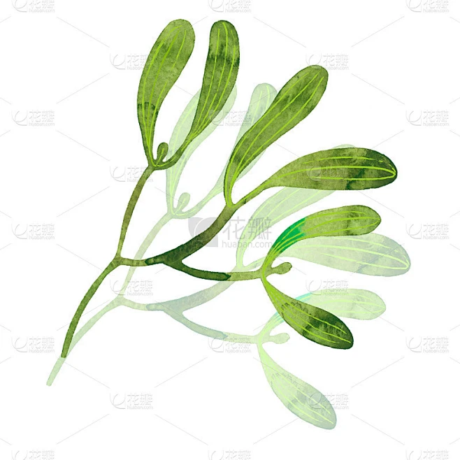 槲寄生树枝水彩素材-花瓣网