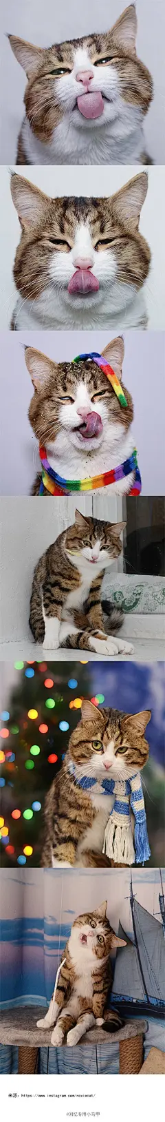 猫咪Rexie，真 · 移动的表情包，颜艺大师本师 ​​​​