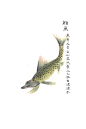 鮨鱼