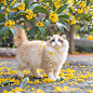 桂花树下桂花猫，…… - 小红书