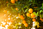 农业,自然,户外,田园风光,农场_158924770_Fresh fruit grows on the orchard grove in California, USA._创意图片_Getty Images China