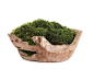 bowl with moss - Google Search