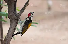 黑色,美,洞,水平画幅,鸟类,木材,性格,动物身体部位,野外动物,树林