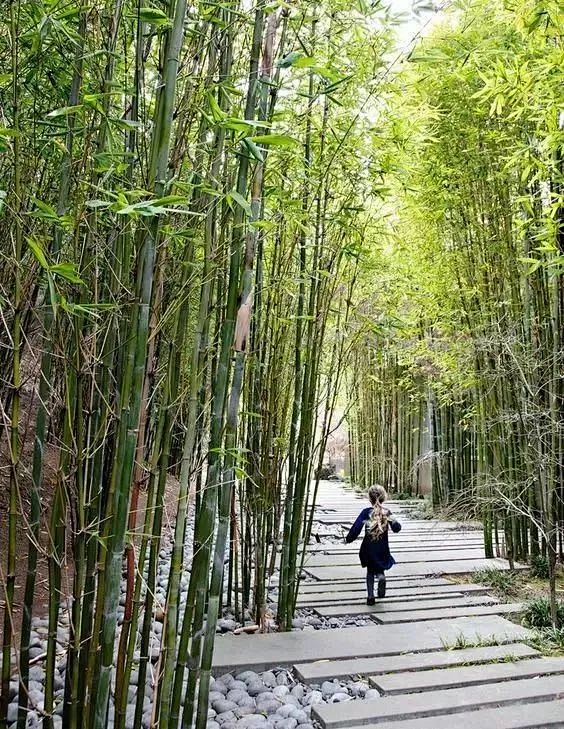竹子的常用9大设计手法_景观 : 在房屋的走廊、台阶等生硬部分可通过种植一些矮型竹类，如箬竹，倭竹、凤尾竹等与其外界隔离；有些建筑物侧面的墙面 ...