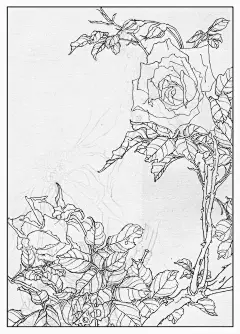 月季花