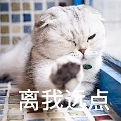 猫咪 - 斗图表情包 - 斗图啦 - doutula.com