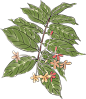 canva-MAEwdykg1u0.png (109 KB,476*550)
