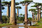 马达加斯加的猴面包树：粗树干在干旱期间储存水。
