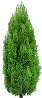 园林大树png元素树木植物水彩树免抠素材