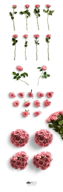 （960px）Mockup-flower情人节玫瑰花透明元素-PNG：