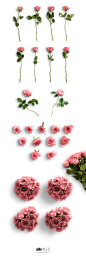（960px）Mockup-flower情人节玫瑰花透明元素-PNG：