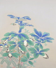 凉茶·Му采集到植物