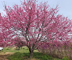 橘子时空采集到北方落叶花乔