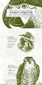 58款复古鸟类插画素材 58 Birds Illustrations【PNG,EPS,AI】