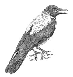 ID:72921大图-国外Tatiana Trikoz插画师：Animals动物宠物插画
