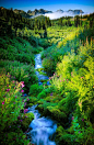 ✯ Paradise Creek in Mount Rainier National Park: 