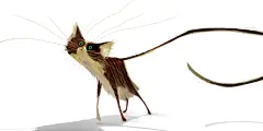 猫之插画图集丨绘画动画素描水彩手绘临摹案例