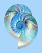 Nautilus Shell Art Print featuring the photograph Blue Nautilus Pair by Gill Billington