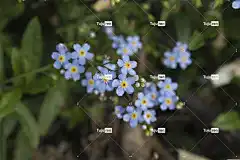 勿忘我 花壁纸 夏天 花束 蓝色 美味佳肴 美丽的花朵 花朵