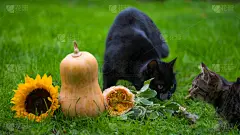 猫,黑色,农业,草坪,请柬,十月,贺卡,怪异,草