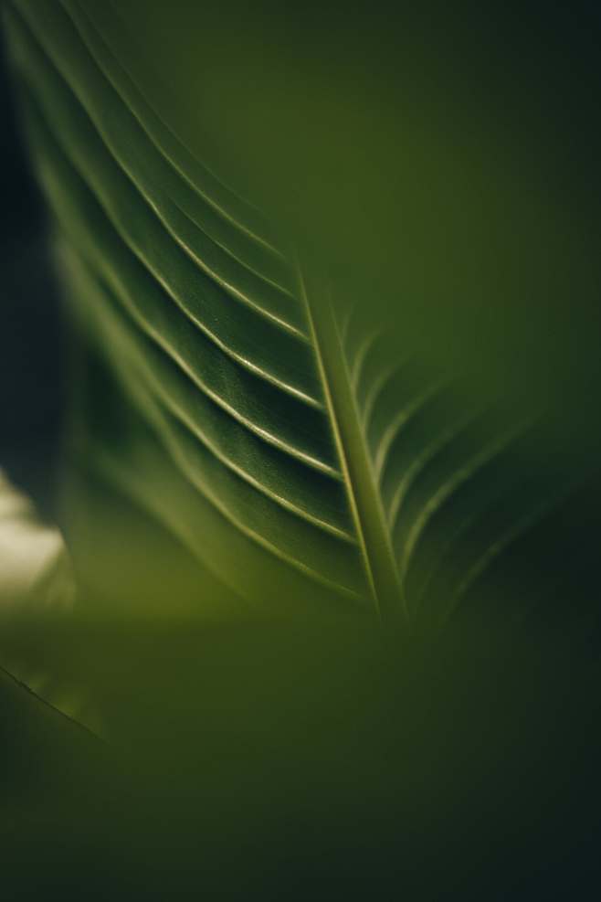 green leaf in close ...