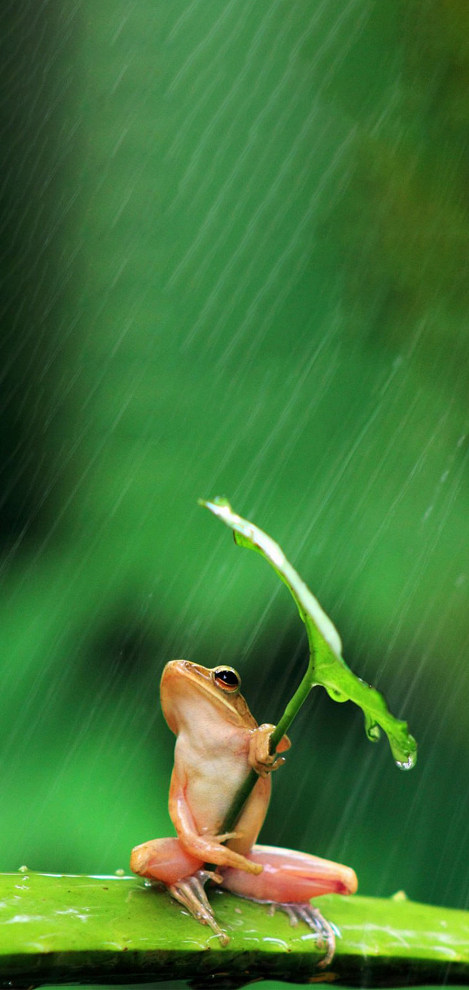下雨的季节手机壁纸