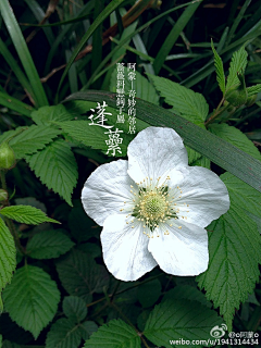 one花采集到动植物