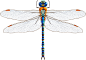蓝色蜻蜓设计矢量素材，素材格式：EPS，素材关键词：昆虫,蜻蜓