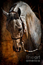 Arabian horse Egyptian show performance native costume stallion breeding stud: 