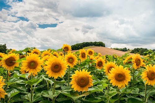 Sunflower Field duri...