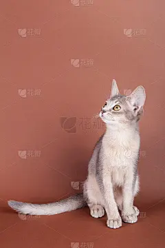 一只小阿比西尼亚蓝猫，棕色背景上的小猫。