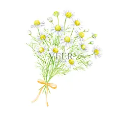 洋甘菊花束的水彩插图图片-商业图片-正版原创图片下载购买-VEER图片库