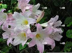 百合 粉色的 复活节 花朵 花壁纸 香 花卉背景 灯泡