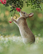 小兔子与花花 ​​​​
