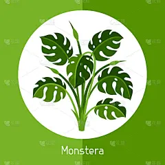 蓬莱蕉。外来热带植物或灌木插图