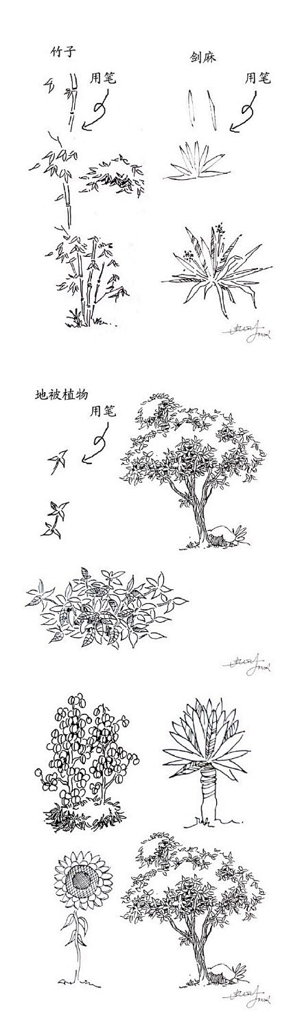 【一学就会，植物手绘速写20种技法】在最...