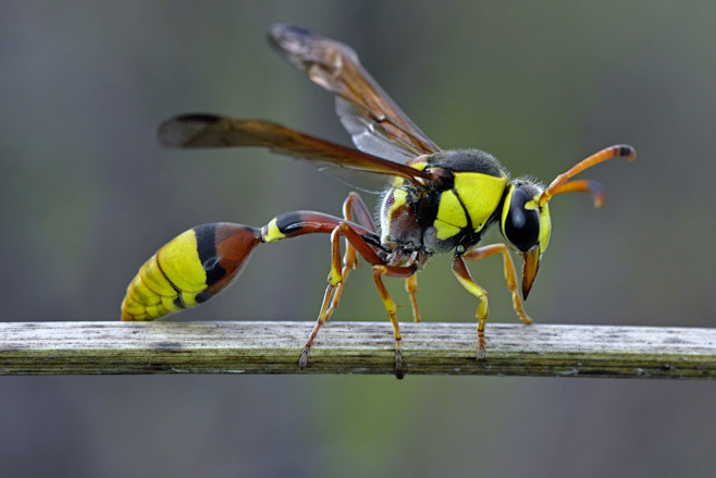 41)The Yellow Jacket