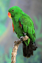 鹦形目·鹦鹉科·折衷鹦鹉属：红胁绿鹦鹉（雌）