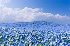 梅菜er采集到景观—花海