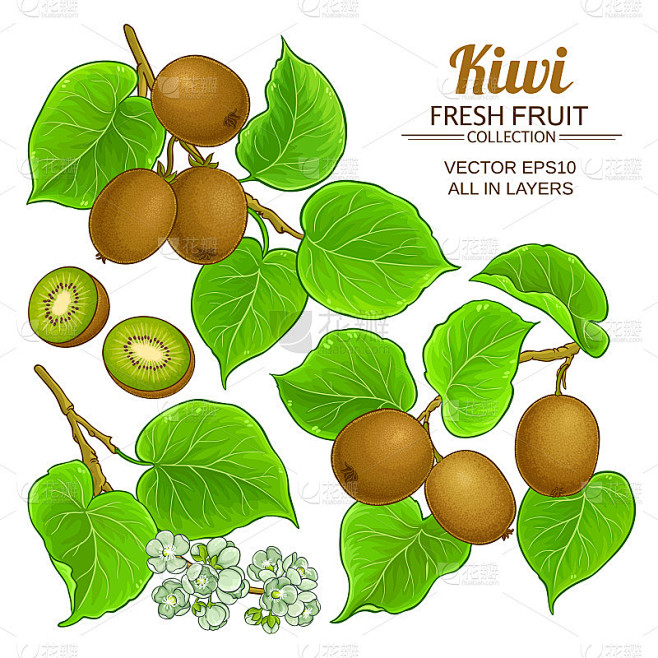 kiwi vector set