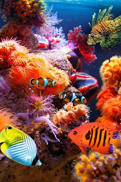 珊瑚礁，热带鱼